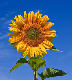 sunflower_1423839c